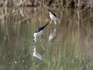 Black-winged Stilt, very long-legged wader in the Avocet and Stilt family Recurvirostridae e in a Swamp