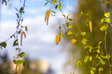 Birch branches with catkins gently swaying against clear sky. The focus on fresh green leaves and yellow catkins captures essence of spring in this vibrant natural setting
