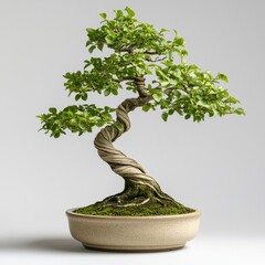 A beautifully twisted bonsai tree in a ceramic pot, showcasing vibrant green leaves and intricate detailing in its trunk.