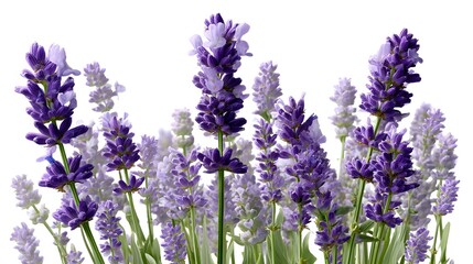 Obraz premium Isolated Lavender Flowers with Green Stems for Nature and Floral Design Projects