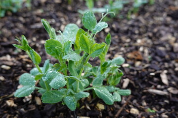 A small green plant with a few leaves and a few drops of water on it