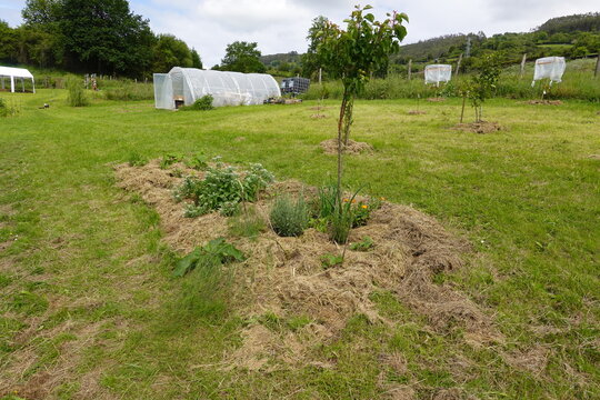 creating an edible forest in the garden with herbs, flowers and perennials