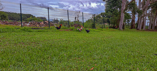 galinhas em um gramado