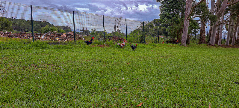 galinhas em um gramado