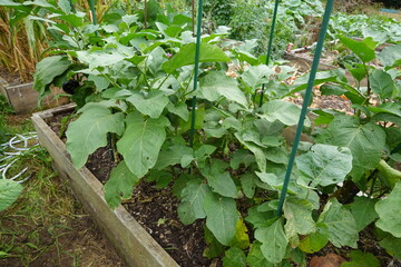 eggplant cultivation on a raised wooden bed in the vegetable garden. cultivation with fruits to harvest