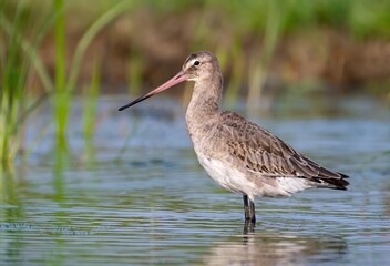 Image of a Bar tailed Godwit