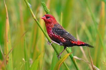 Image of a Red Avadavat or Red munia