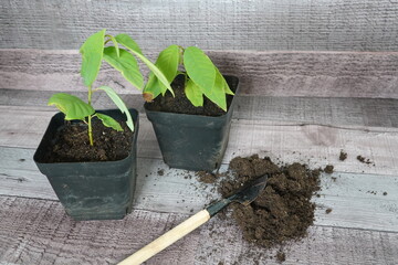 Gardener repotting small plants using trowel and potting soil