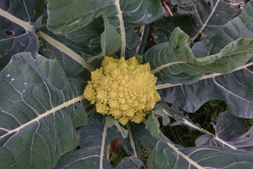 Romanesco broccoli growing in vegetable garden surrounded by leaves