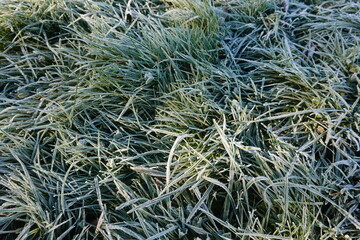 Frost covering blades of grass in winter morning