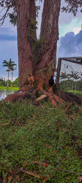 galinha e galo no tronco da &aacute;rvore