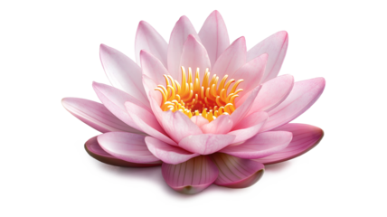 A beautiful pink flower with a yellow center. The flower is the main focus of the image and it is surrounded by a white background. The flower is delicate and elegant, and it gives off a sense of calm