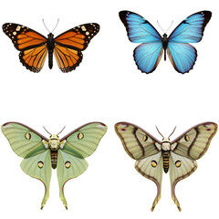 Obraz premium A collection of four beautiful, detailed butterflies and moths, displayed against a transparent background