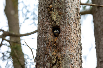 Woodpecker peeking out of tree cavity nest in forest..