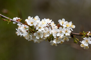 Cherry blossom in full bloom on a spring branch..