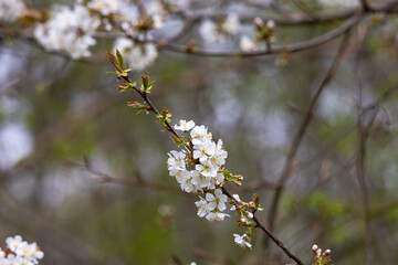 Cherry blossom in full bloom on a spring branch..