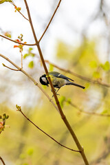 Great tit perched on a budding tree branch in spring..