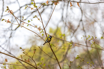 Great tit perched on a budding tree branch in spring..