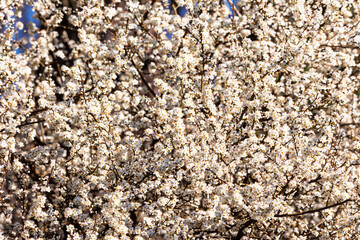 Dense blossom of blackthorn bush in early spring..