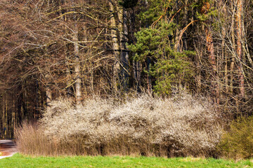Blackthorn hedge in full bloom in front of mixed forest edge in spring..