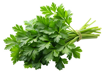 fresh-parsley-herb--isolated on white background PNG