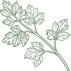 Green coriander vector leaves isolated on white background