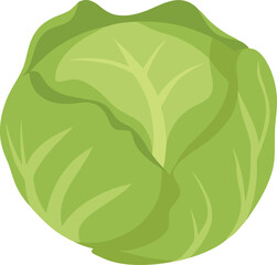 A Brussels sprout vector illustration
