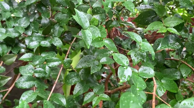 pitanga tree. pitanga leaves with raindrops