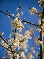 Beautiful spring blooms in bright light. Close-up flowers on fruit trees in spring. Blue sky in the background. Cute blossoms.