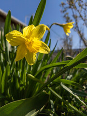 Obraz premium A yellow daffodil in the middle of some green leaves