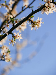 Beautiful spring blooms in bright light. Close-up flowers on fruit trees in spring. Blue sky in the background. Cute blossoms.