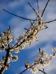 Beautiful spring blooms in bright light. Close-up flowers on fruit trees in spring. Blue sky in the background. Cute blossoms.
