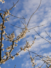Beautiful spring blooms in bright light. Close-up flowers on fruit trees in spring. Blue sky in the background. Cute blossoms.