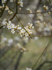 Beautiful spring blooms in bright light. Close-up flowers on fruit trees in spring. Blue sky in the background. Cute blossoms.
