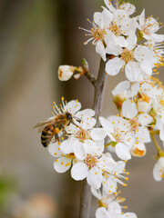 A honey bee with beautiful spring blossoms in early spring. White blooms on a fruit tree. Pollen and pollinators. Close-up insect photography.