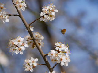 A honey bee with beautiful spring blossoms in early spring. White blooms on a fruit tree. Pollen and pollinators. Close-up insect photography.