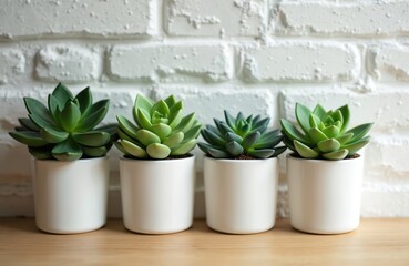 Obraz premium Four small succulent plants in white ceramic pots on wooden table against white brick wall. Green leaves, home decor. Modern design, minimalist style for home or office interior.
