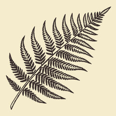 Naklejka premium fern leaf isolated on black vector