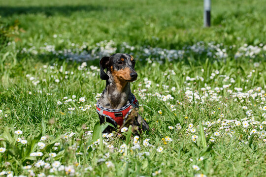 basotto tedesco nano marle uscita in natura ,fiori,primavera 