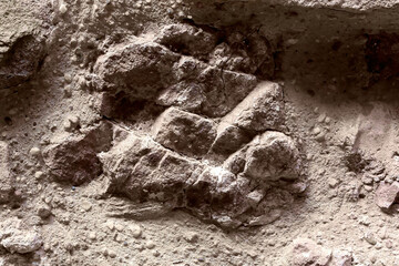 Exposed rock formation in sandy soil
