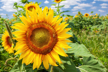 Bright sunflower in full bloom on sunny day
