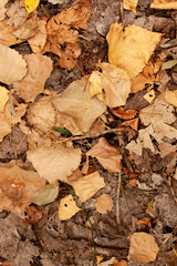 Dry autumn leaves on forest floor background
