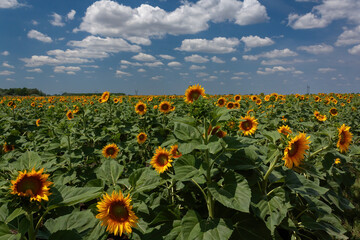 Obraz premium Vast sunflower field under partly cloudy sky 