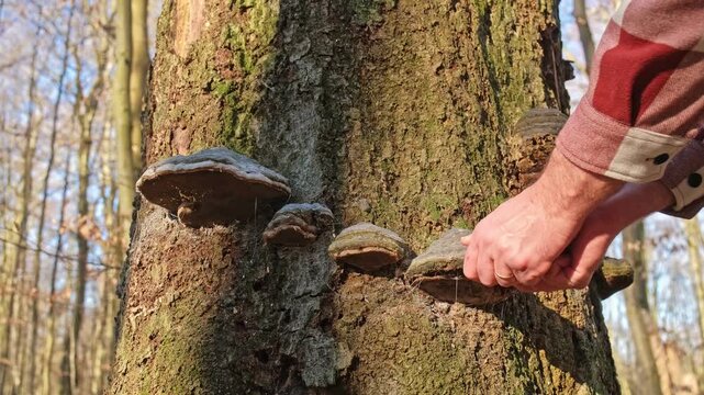Caucasian Male Hiker Gathering Polypore Bracket Fungus from Tree Trunk for Campfire Amadou Kindling Firelighter