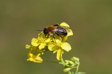 Close up bee Andrena nitida, family Mining Bees (Andrenidae) on yellow flowers of field mustard (Brassica rapa). Spring, April, Netherlands.