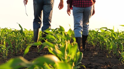 Man and woman agronomist going surrounded by seedling rows at sunny corn field back view. Farmer...