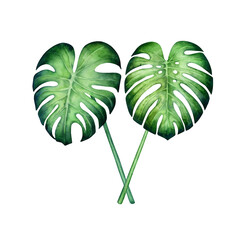 Hand drawn watercolor monstera leaf composition isolated on a white background.