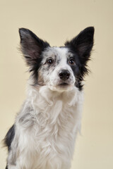 A border collie sits on a beige background, looking at the camera with bright, friendly eyes. The...