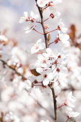 pink cherry blossom
