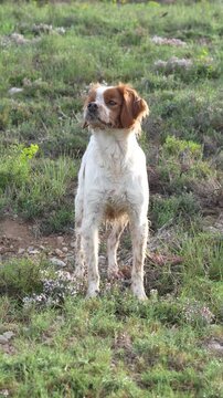 A dog is standing in a field of grass. The dog is brown and white. The grass is green and tall